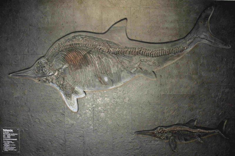 Ichthyosaurs fossil